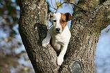 JACK RUSSEL 159